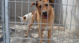 autumn adopta adopt dogs perros protectora rescue shelter cheste valencia fundacion jadoul