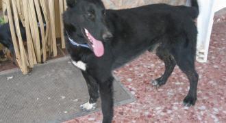 calcetin adopta adopt dogs perros protectora rescue shelter cheste valencia fundacion jadoul