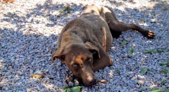 chocolatina adopta adopt dogs perros protectora rescue shelter cheste valencia fundacion jadoul
