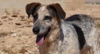 kristy adopta adopt dogs perros protectora rescue shelter cheste valencia fundacion jadoul