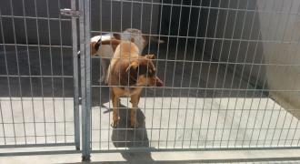 martina adopta adopt dogs perros protectora rescue shelter cheste valencia fundacion jadoul