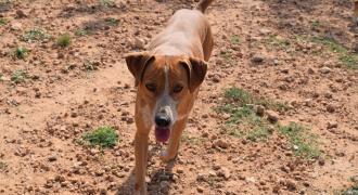 miguel adopta adopt dogs perros protectora rescue shelter cheste valencia fundacion jadoul