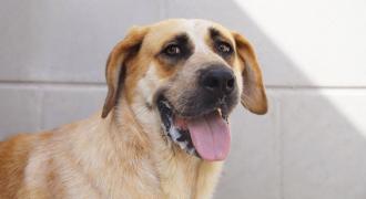 queen adopta adopt dogs perros protectora rescue shelter cheste valencia fundacion jadoul