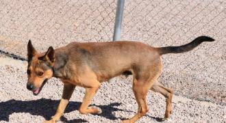 ringo adopta adopt dogs perros protectora rescue shelter cheste valencia fundacion jadoul