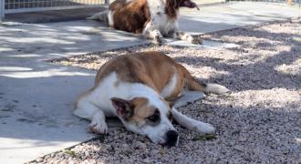 shira adopta adopt dogs perros protectora rescue shelter cheste valencia fundacion jadoul