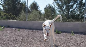 spyro adopta adopt dogs perros protectora rescue shelter cheste valencia fundacion jadoul