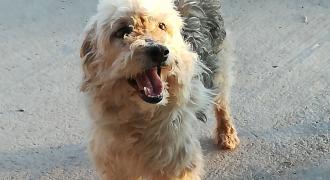 susto adopta adopt dogs perros protectora rescue shelter cheste valencia fundacion jadoul