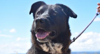 tema teca adopta adopt dogs perros protectora rescue shelter cheste valencia fundacion jadoul