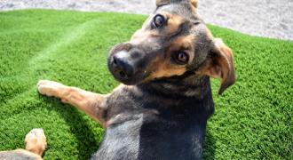turkesa adopta adopt dogs perros protectora rescue shelter cheste valencia fundacion jadoul