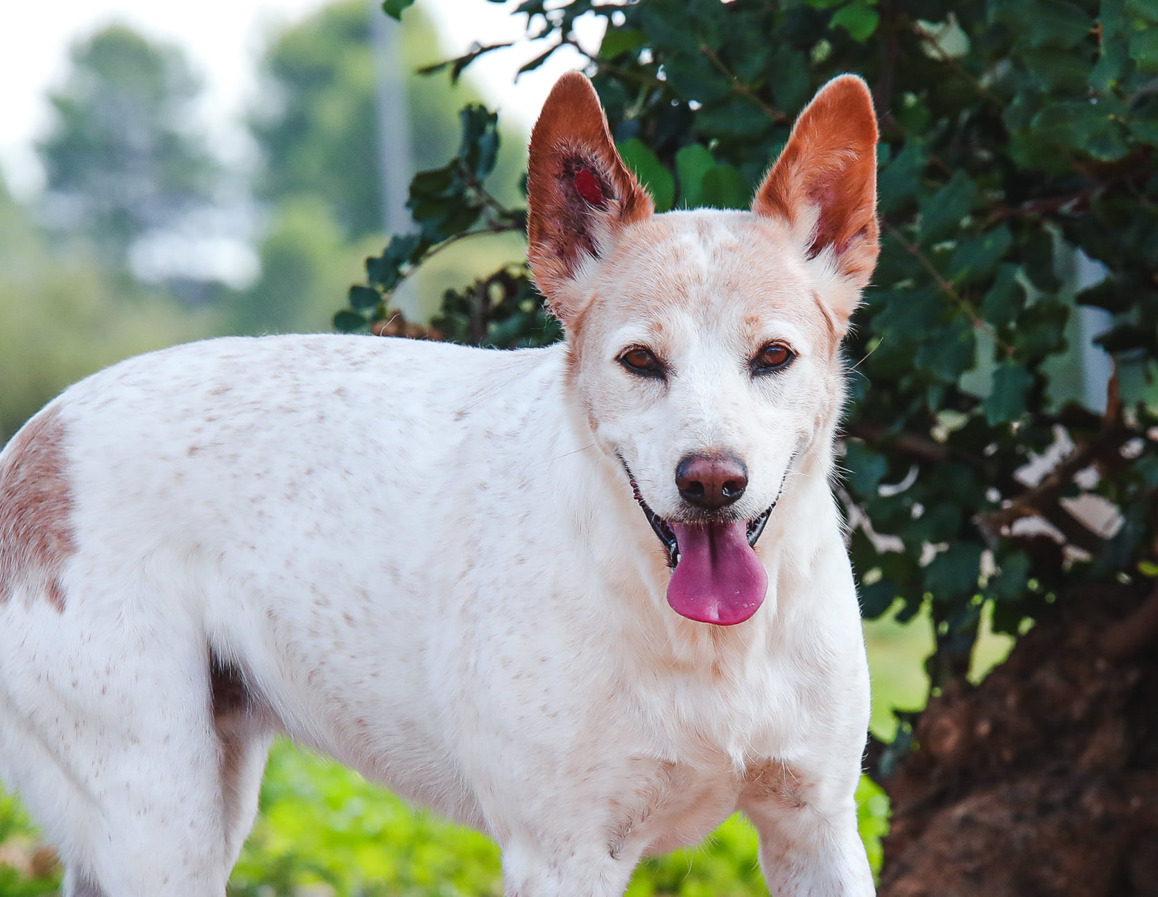 dog-breeder_52