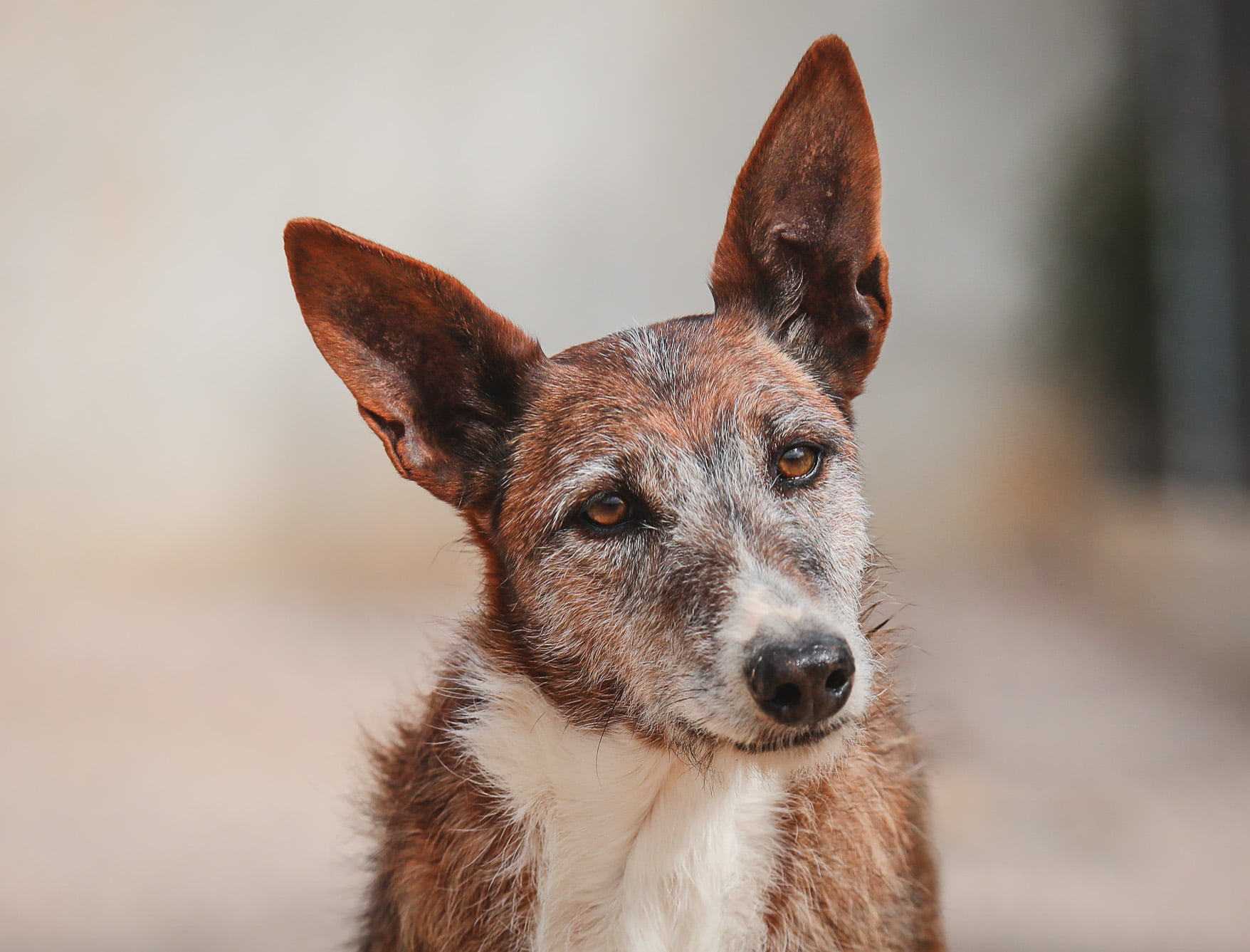 dog-breeder_52