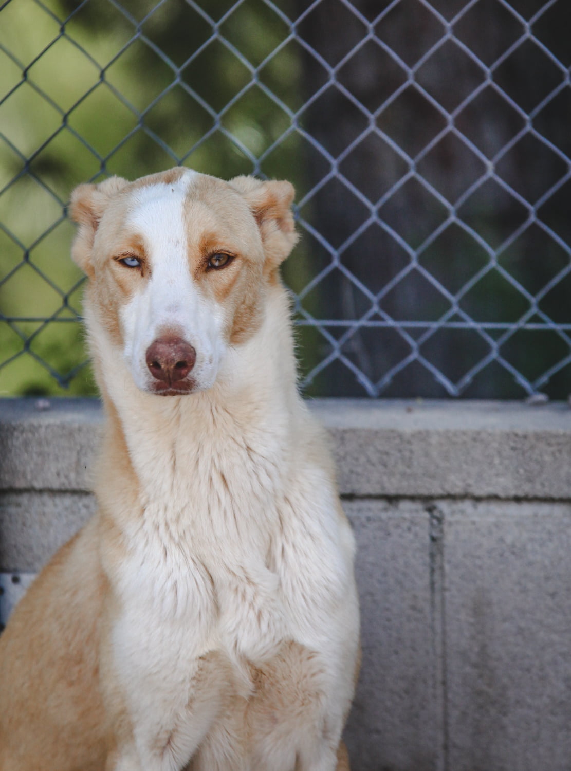 dog-breeder_52