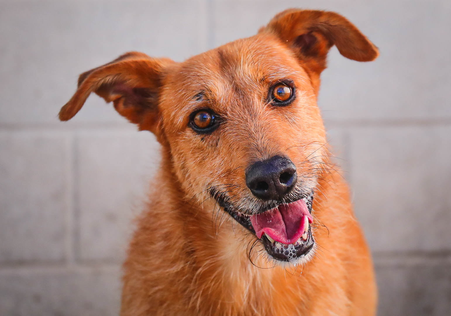 dog-breeder_52
