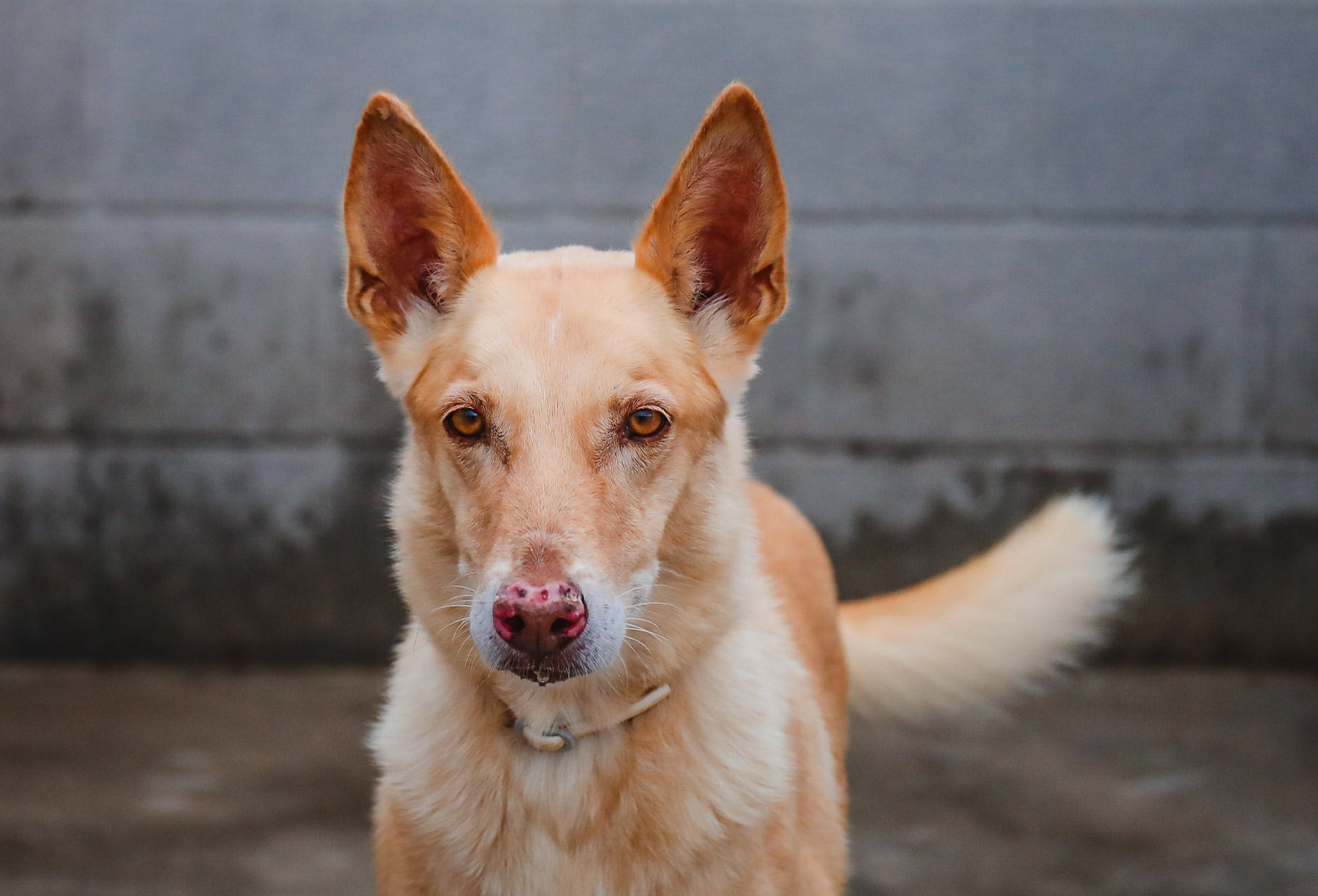 dog-breeder_52