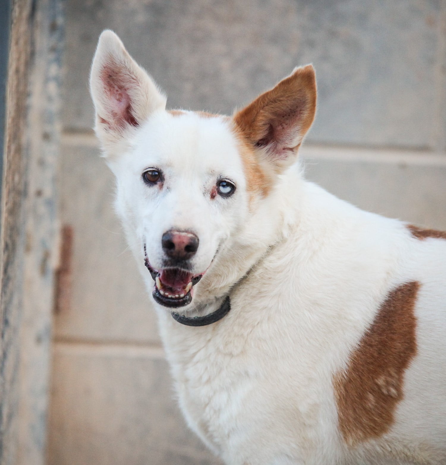 dog-breeder_52