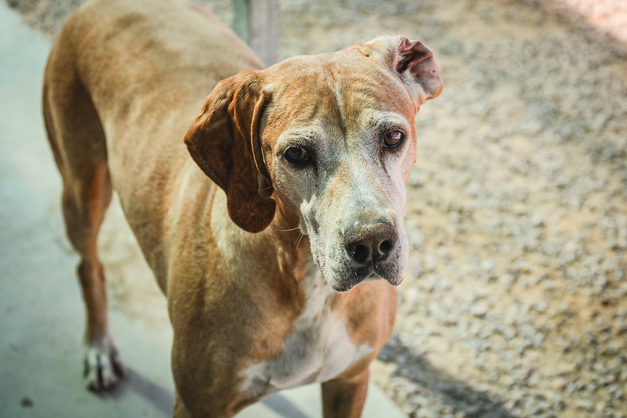 dog-breeder_52