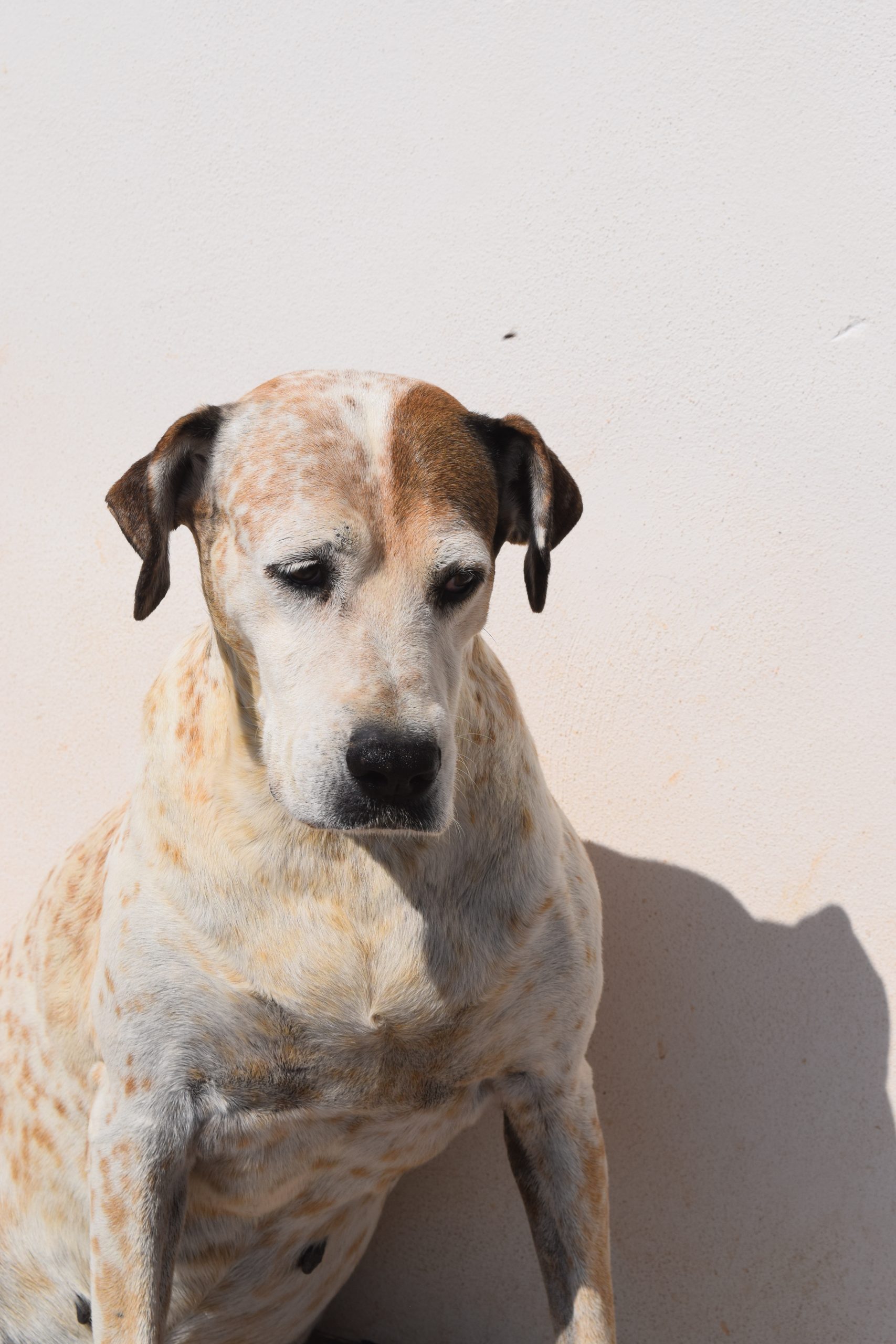dog-breeder_52