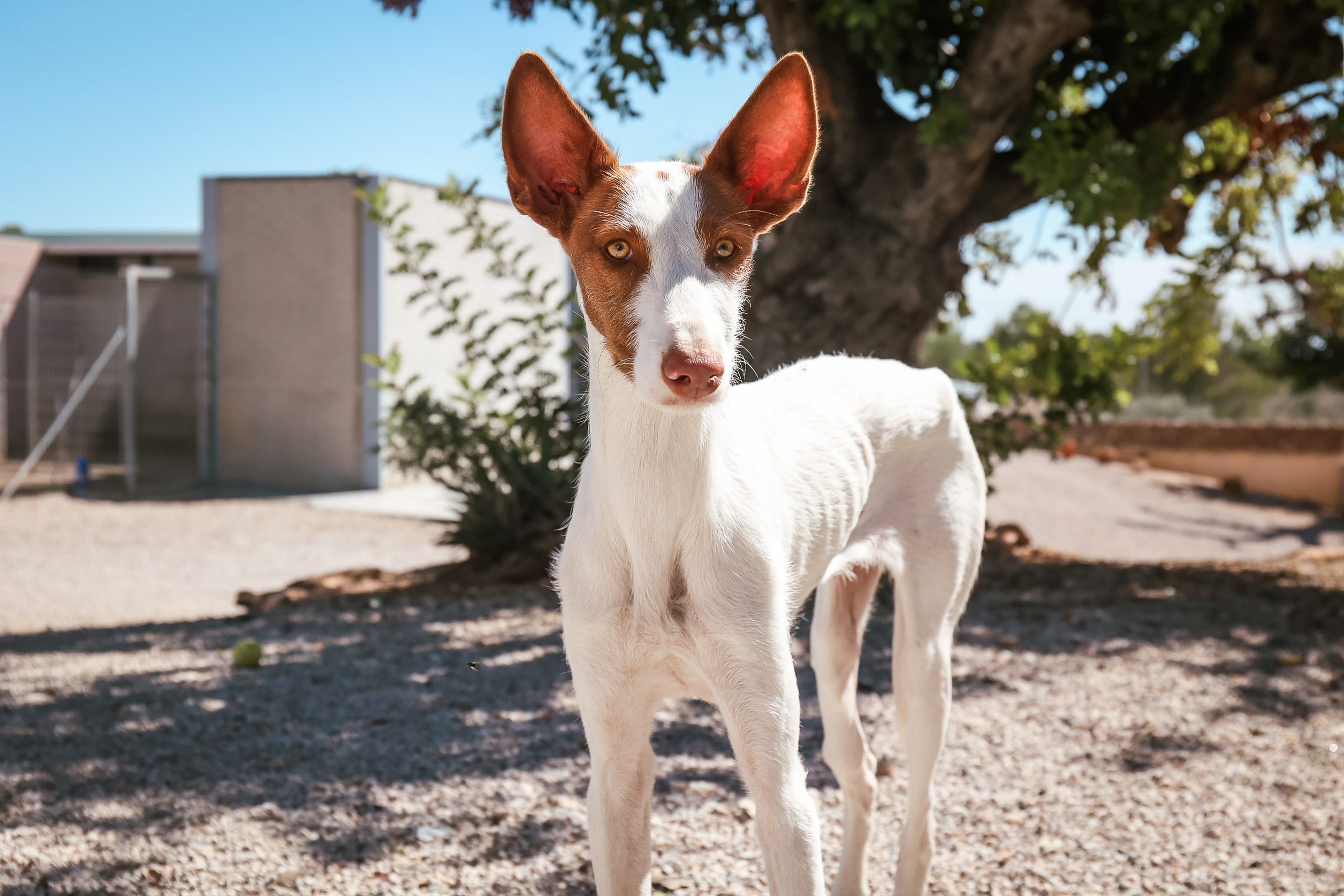 dog-breeder_52