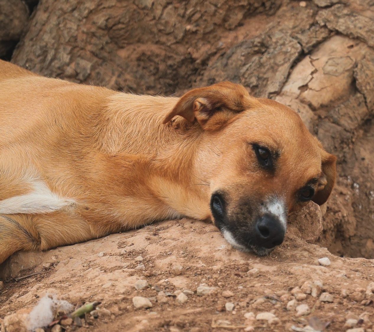 dog-breeder_52