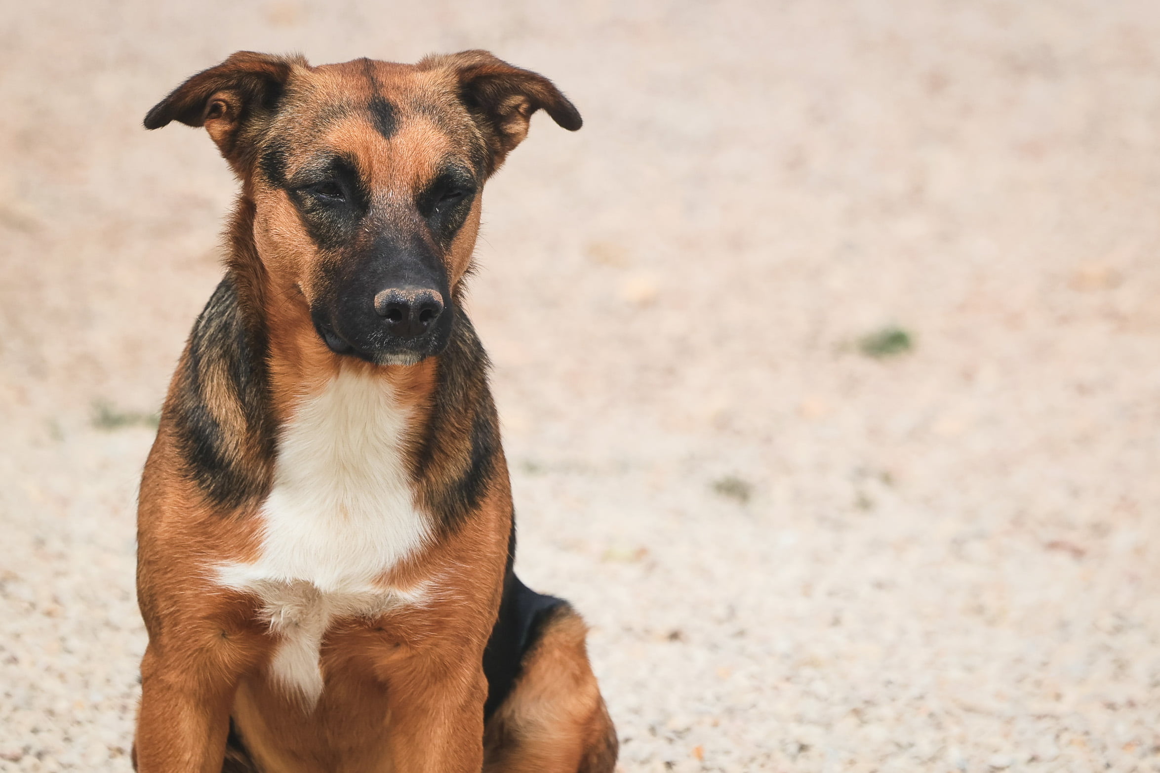 dog-breeder_52