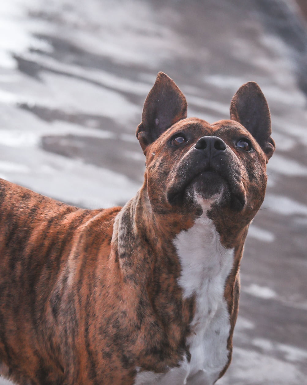 dog-breeder_52