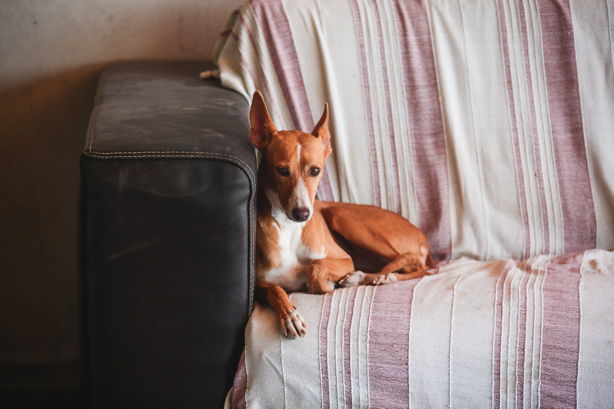 dog-breeder_52