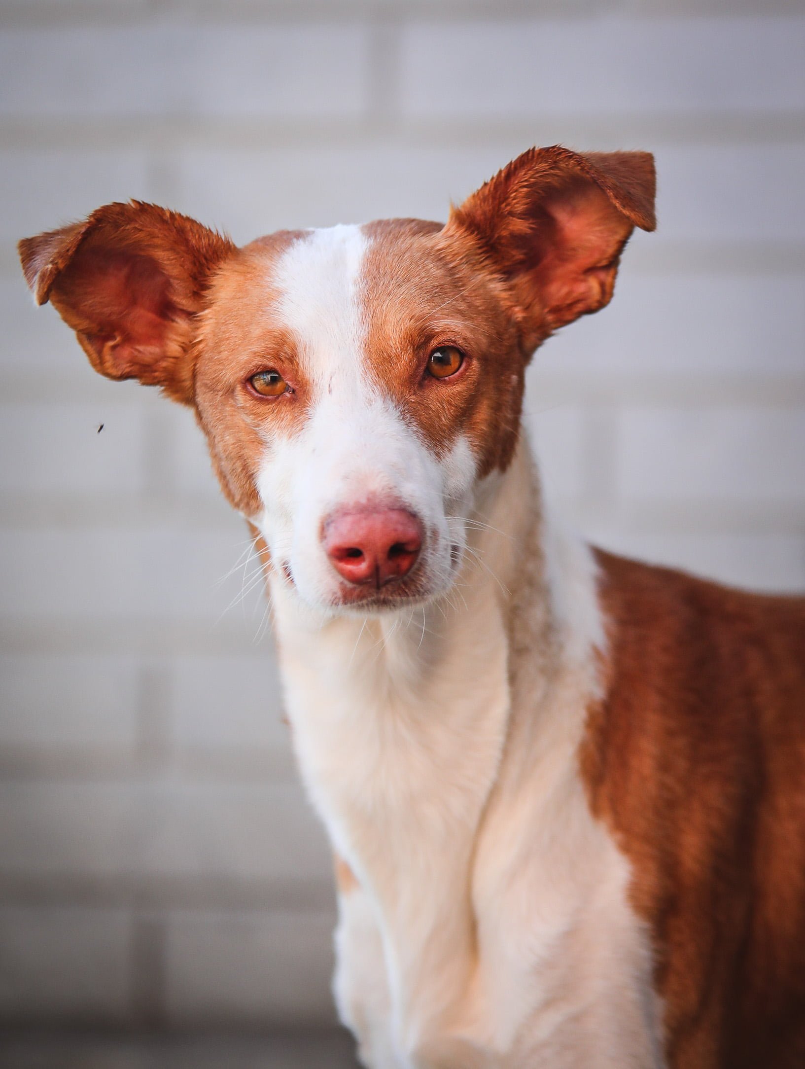 dog-breeder_52