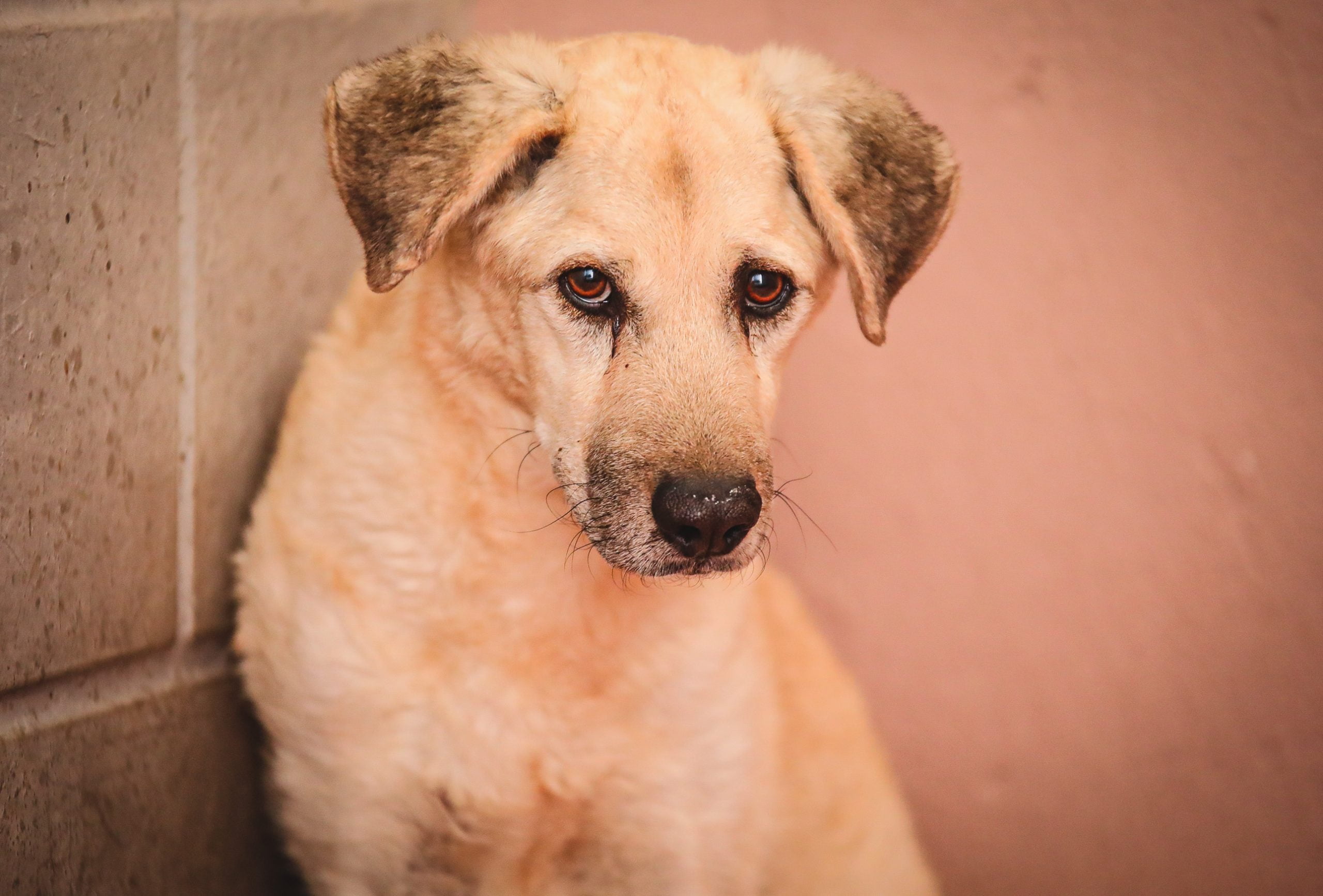 dog-breeder_52