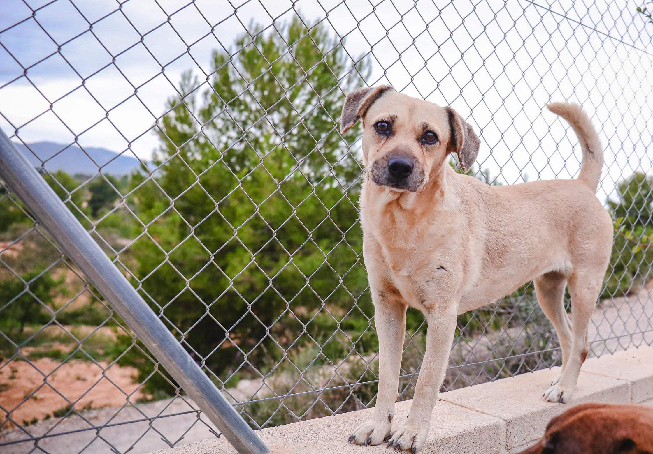 dog-breeder_52