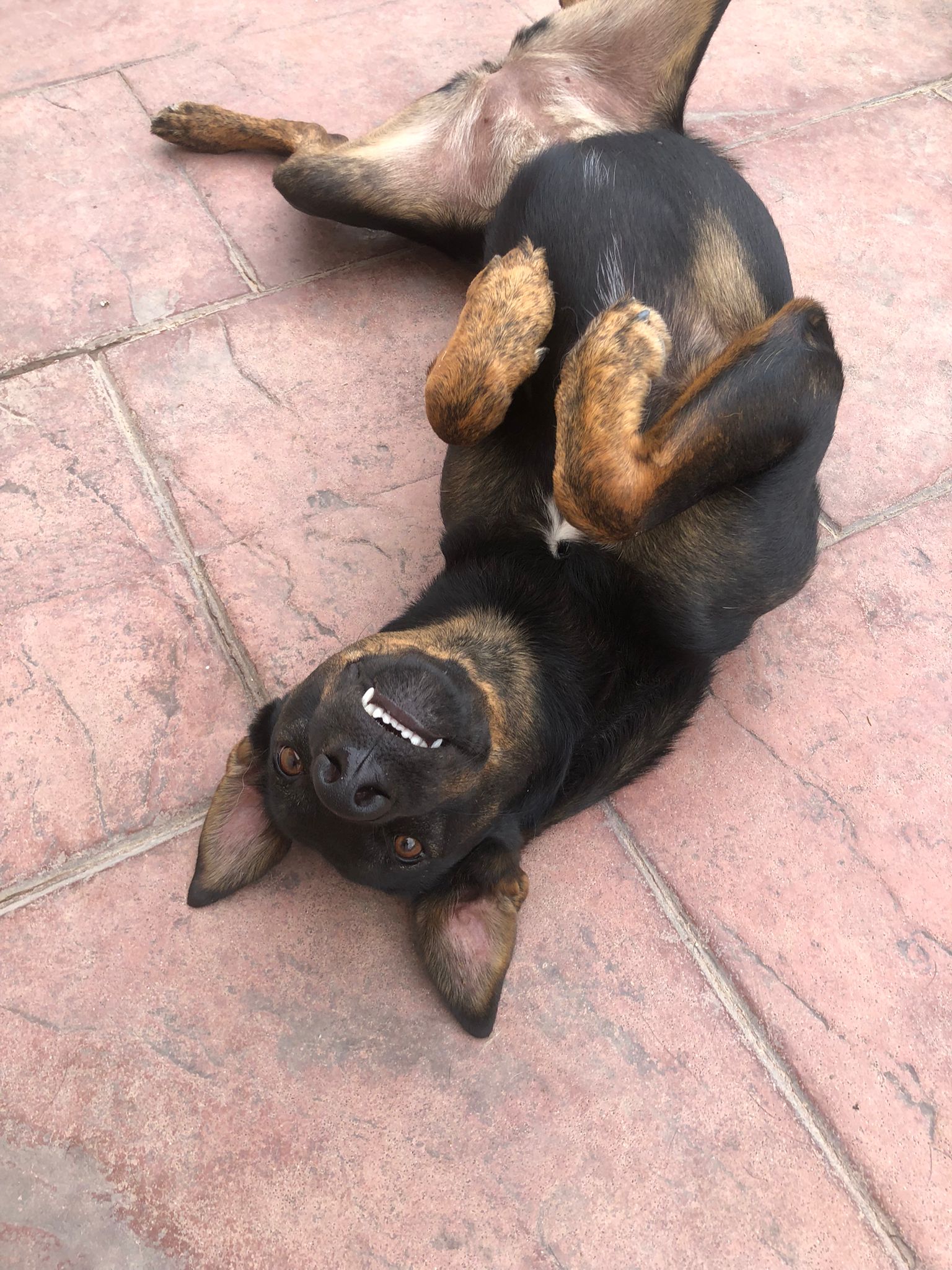 dog-breeder_52