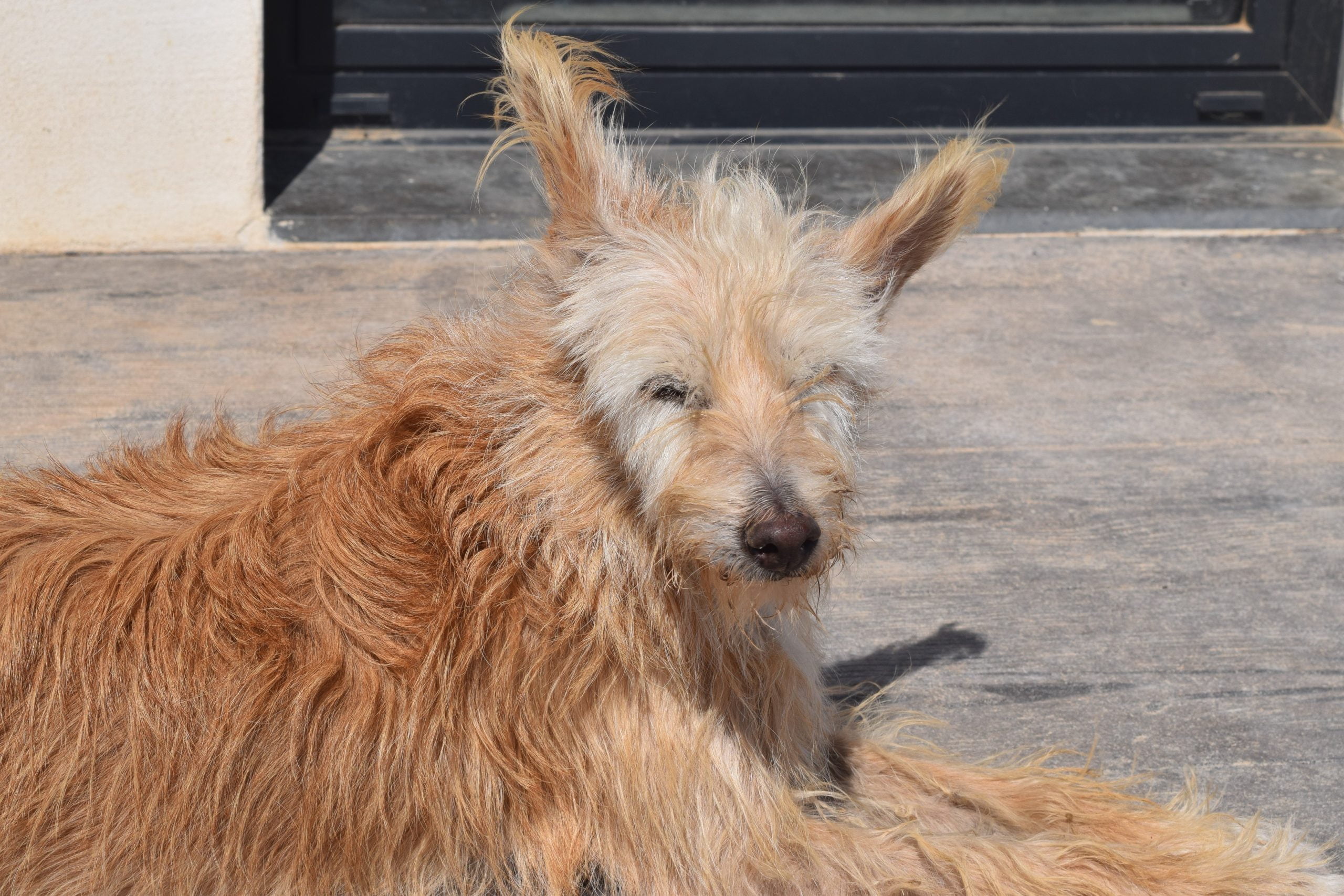 dog-breeder_52