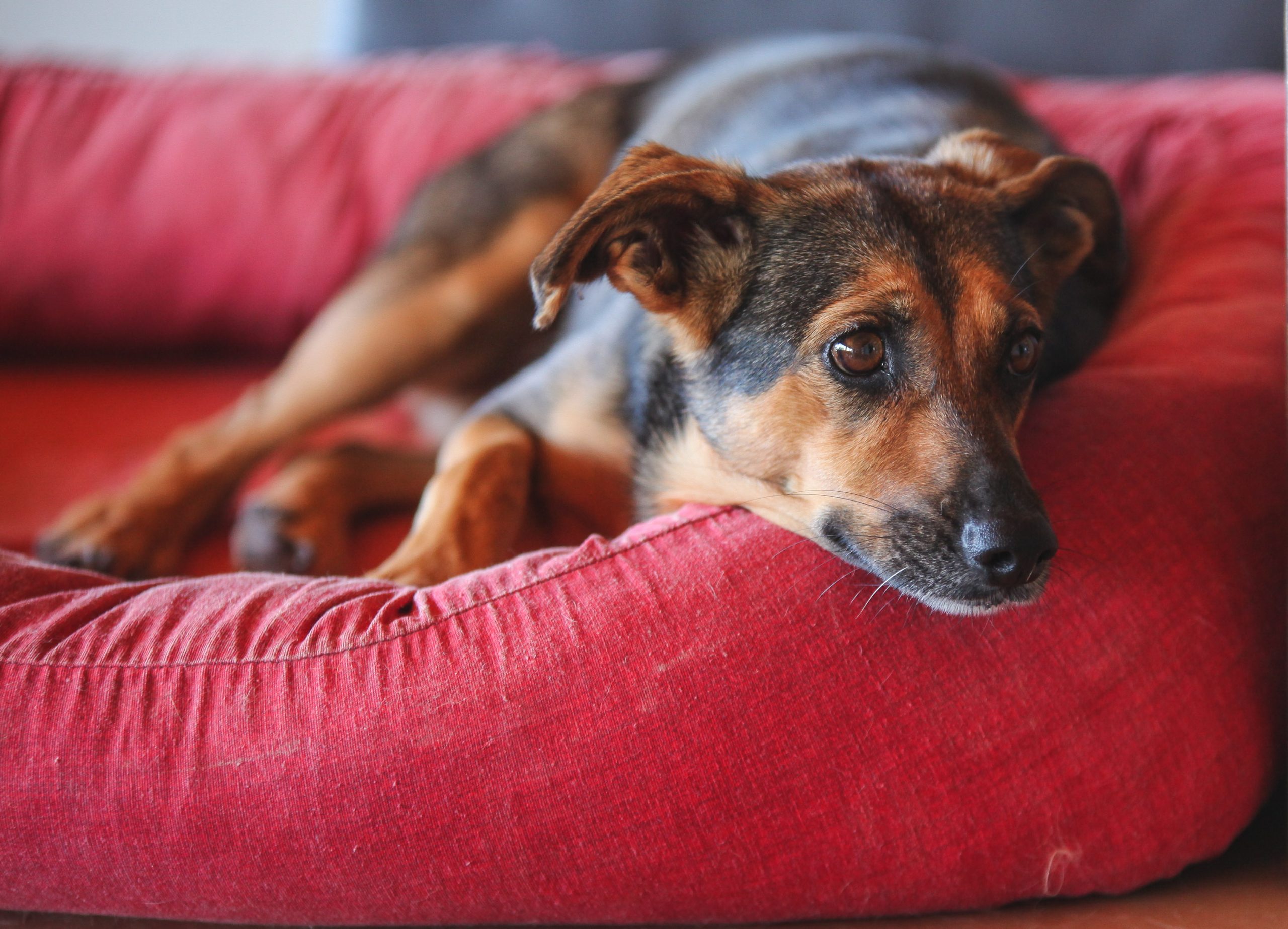 dog-breeder_52