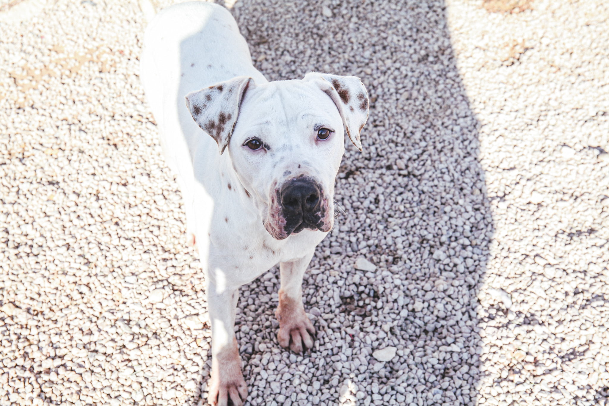 dog-breeder_52
