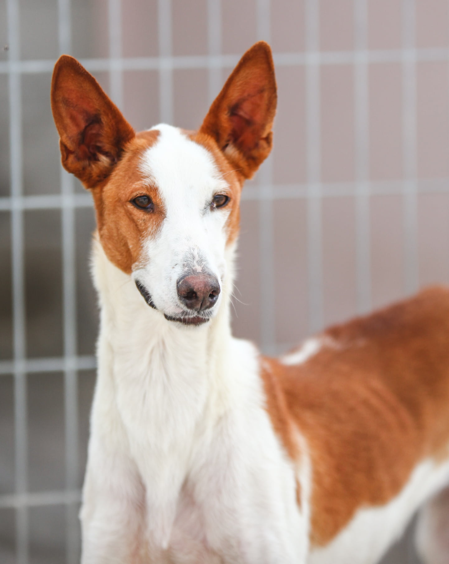 dog-breeder_52