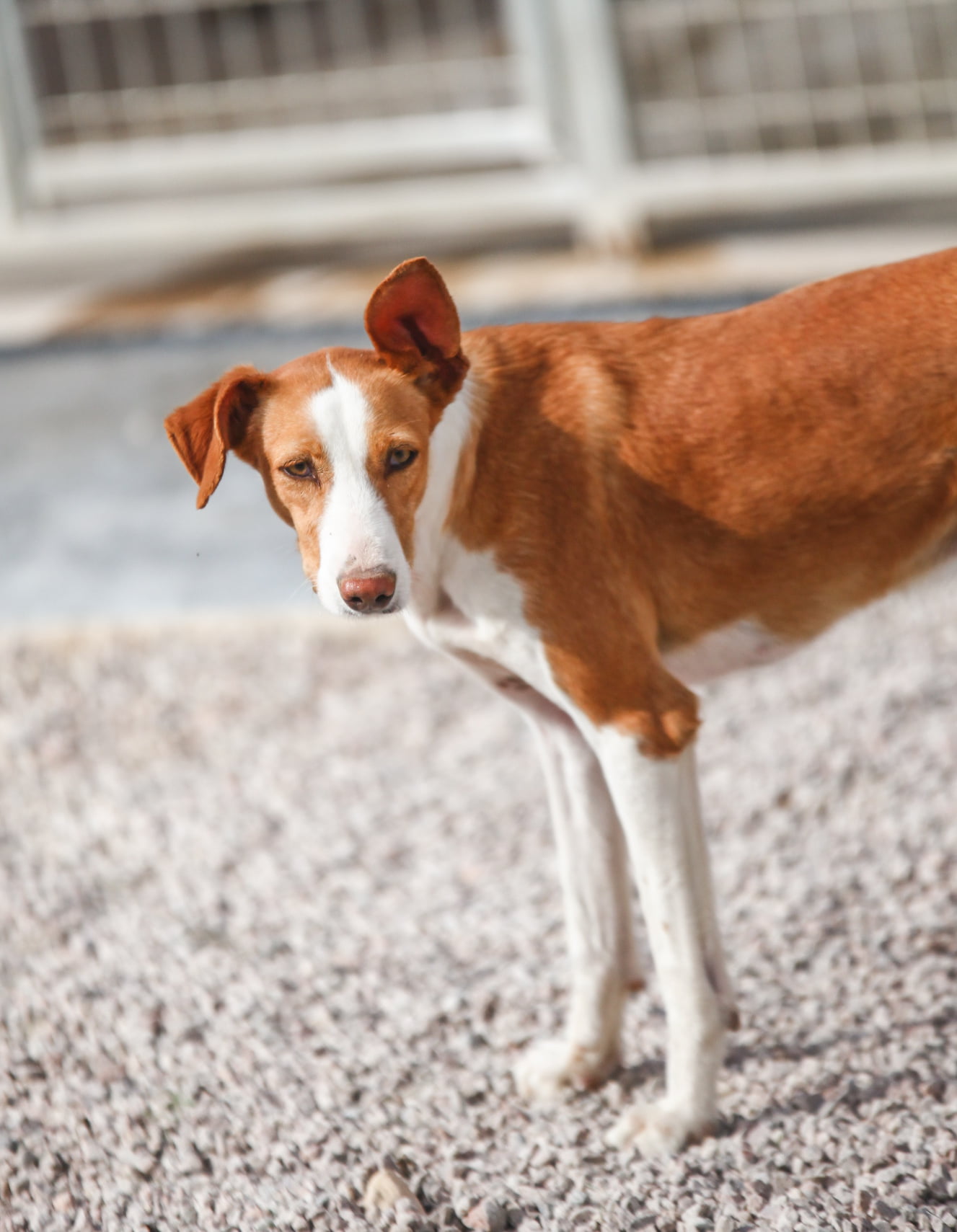 dog-breeder_52