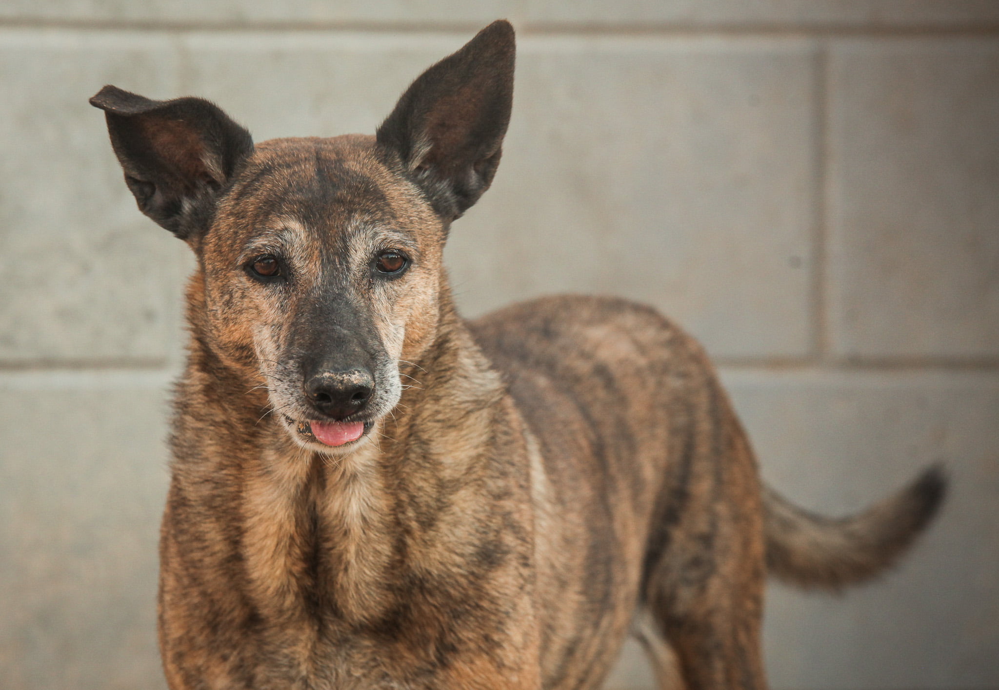 dog-breeder_52