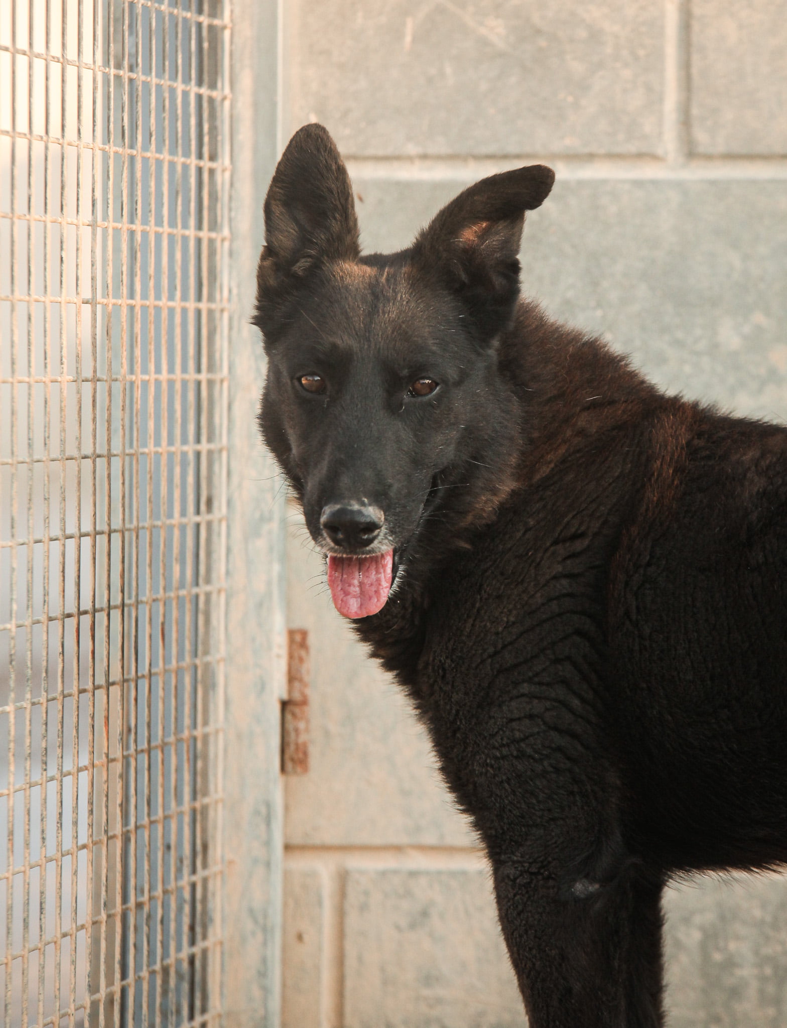 dog-breeder_52